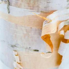 Birch Paper Bark (Betula papyrifera) 3